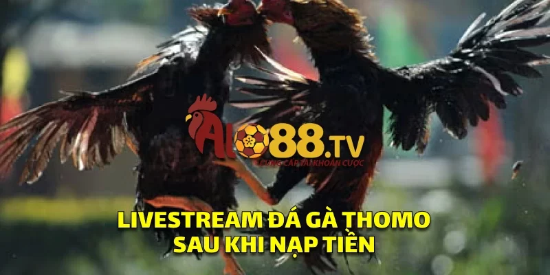 Giao diện livestream đá gà Thomo trên SV388, sẵn sàng đặt cược ngay sau khi gửi tiền thành công.