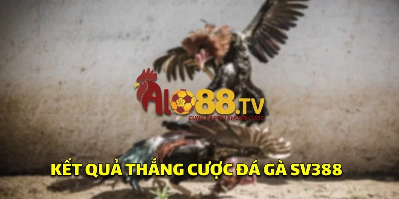 Kết quả thắng cược đá gà SV388
