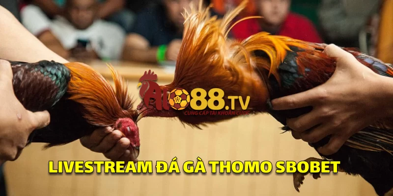Giao diện đá gà livestream tại SBOBET, cho phép đặt cược trực tiếp trên các trận cựa dao