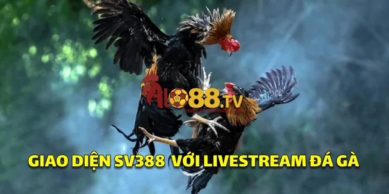 Trang chủ SV388 hiển thị trận đá gà Thomo livestream sắc nét, dễ dàng đặt cược trực tiếp.